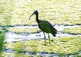 Glossy ibis, plegadis falcinellus, black bird standing photo