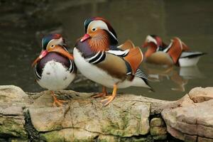 Madarin ducks on rocks photo