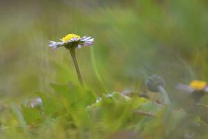 Ox-eye daisy, oxeye daisy, dog daisy, marguerite, leucanthemum vulgare photo