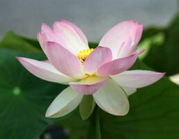 Pink waterlily or lotus flower photo