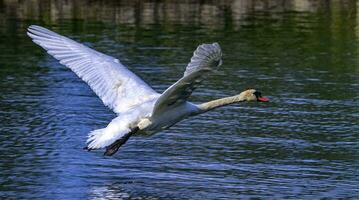 cisne mudo, cygnus olor foto