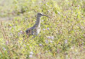 Eurasian curlew, numenius arquata, bird, Switzerland photo