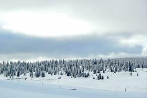 Fir tree in winter, Jura mountain, Switzerland photo