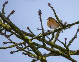 Male common chaffinch bird, fringilla coelebs photo