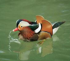 Mandarin duck on water photo