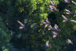rebaño de gris palomas aves volador juntos foto
