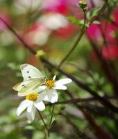 blanco mariposa y flor foto