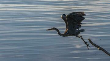 Grey heron, ardea cinerea, flying from a trunk photo