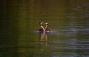 crestado zampullín, podiceps cristatus, patos noviazgo foto