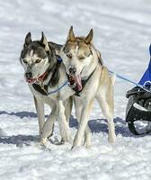 Sled dogs in speed racing, Moss, Switzerland photo