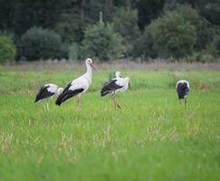 Migrating white storks, ciconia, in a meadow photo