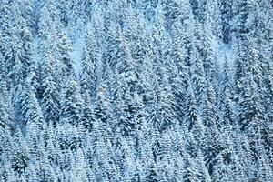 Close up on winter fir trees woods photo