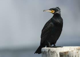 Great cormorant, Phalacrocorax carbo, standing peacefully on a pylon photo