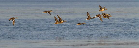 Flock of female mallard ducks flying together photo