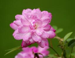 China rose, rosa chinensis photo