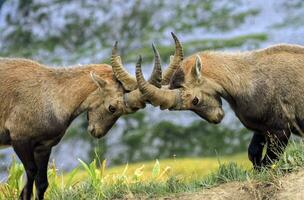 Young male wild alpine, capra ibex, or steinbock photo