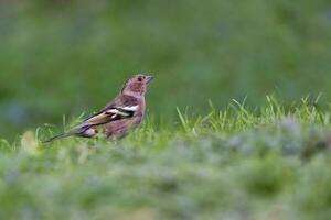 Female common chaffinch, fringilla coelebs, bird in the grass photo