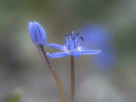 Scilla or squill blue flower and bulb photo