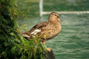 Quiet female duck mallard photo