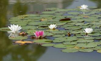 White waterlilies or lotus flowers photo