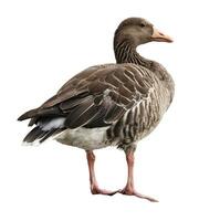 Greylag goose, Anser Anser, standing and looking aside photo