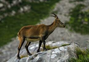 Female wild alpine, capra ibex, or steinbock photo