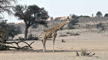 giraffen in de enorm savanne aan het eten van een boom video