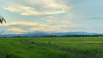 video landskap av grön gröda och fält. 4k video klämma av jordbruk och agriculturist med ympning av ris, ung växt och fält. ris fält och jordbruksmark. thailand lantbruk och bruka i Asien.