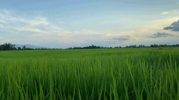 video paesaggio di verde colture e campo. 4k video clip di agricoltura e agricoltore con semina di Riso, giovane pianta e campo. riso campo e terreno agricolo. Tailandia agricoltura e azienda agricola nel Asia.