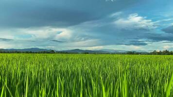 vidéo paysage de vert cultures et champ. 4k vidéo agrafe de agriculture et agriculteur avec ensemencement de riz, Jeune plante et champ. riz champ et les terres agricoles. Thaïlande agriculture et ferme dans Asie. video
