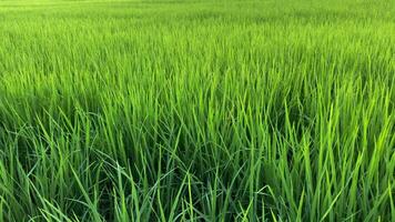 Video landscape of green crops and field. 4K video clip of farming and agriculturist with seeding of rice, young plant and field. Rice field and farmland. Thailand agriculture and farm in Asia.