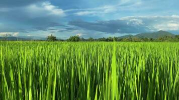 video paesaggio di verde colture e campo. 4k video clip di agricoltura e agricoltore con semina di Riso, giovane pianta e campo. riso campo e terreno agricolo. Tailandia agricoltura e azienda agricola nel Asia.