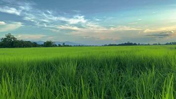 video landskap av grön gröda och fält. 4k video klämma av jordbruk och agriculturist med ympning av ris, ung växt och fält. ris fält och jordbruksmark. thailand lantbruk och bruka i Asien.