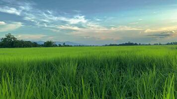 video paesaggio di verde colture e campo. 4k video clip di agricoltura e agricoltore con semina di Riso, giovane pianta e campo. riso campo e terreno agricolo. Tailandia agricoltura e azienda agricola nel Asia.