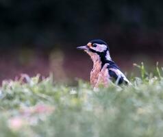 hembra genial manchado pájaro carpintero, dendrocopos importante, pájaro en el césped foto