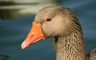 Wild goose portrait photo