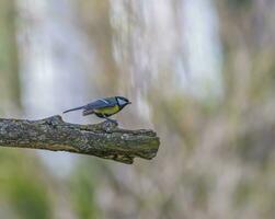 Great tit, parus major, bird standing on a branch photo