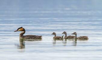 Crested grebe, podiceps cristatus, duck and babies photo