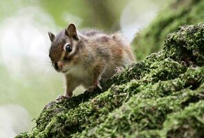 Chipmunk on a tree photo