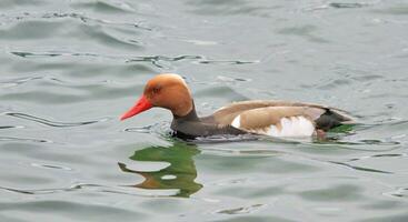 Pochard duck on water photo