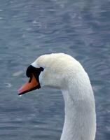 cabeza de un cisne foto