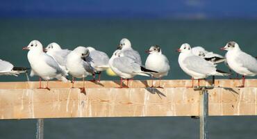 gaviotas a el lago de la orilla foto