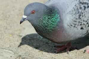 Portrait of a pigeon in the city photo