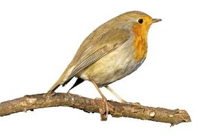 European robin, Erithacus rubecula, or robin redbreast, perched on a branch in white background photo