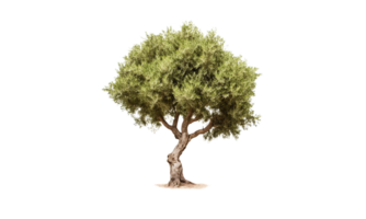 ai generado verde aceituna árbol en transparente antecedentes png