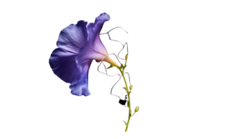 ai generiert Iris Blume Strauß Blau isoliert png