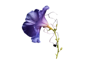 AI Generated  iris flower bouquet blue isolated png