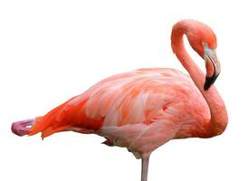 Pink flamingo isolated in white background photo