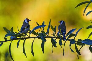 Twoe uropean goldfinch birds , carduelis carduelis photo