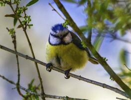 Eurasian blue tit, cyanistes caeruleus photo